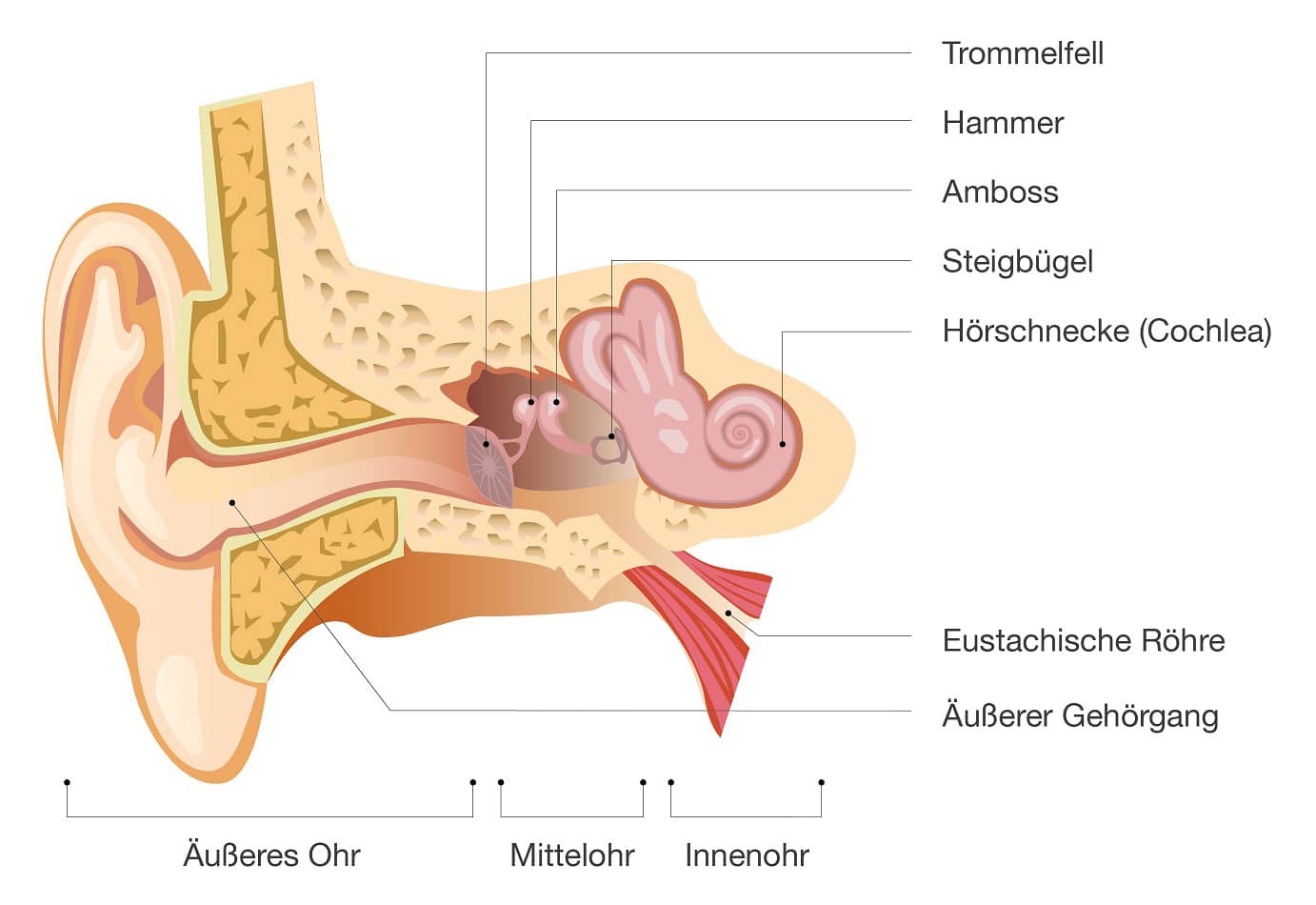 Grafik zum Aufbau des menschlichen Ohrs.